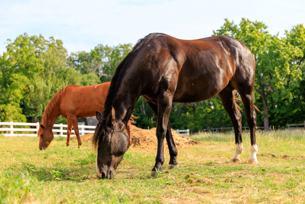 Horses grazing at Sebree Meadows equestrian ranch in Kansas